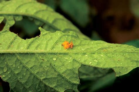 Pest Watch 2012 - Spud Smart