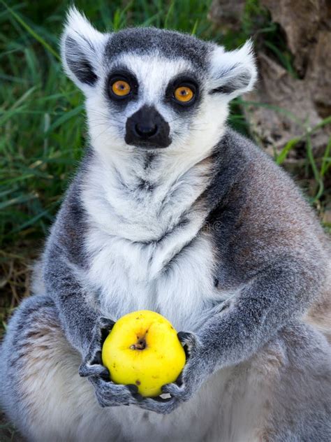 Ring Tailed Lemur Holds a Fruit in Its Paws. Stock Image - Image of wool, menagerie: 230518145