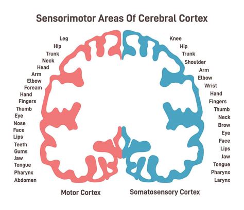 Somatosensory Cortex Function and Location (2024)