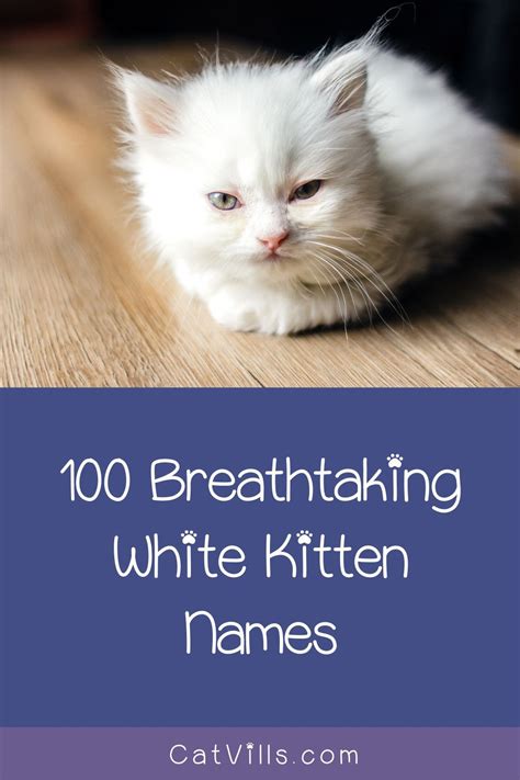 100 Amazing Names for Your White Kitten