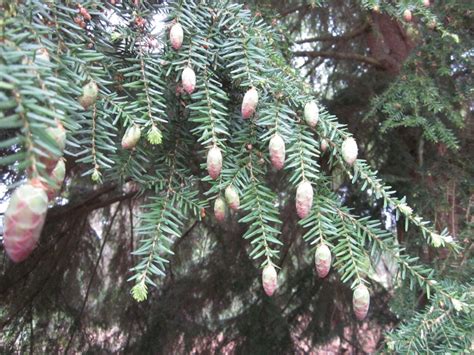 Western Hemlock - Tree Guide UK - Western Hemlock tree identification