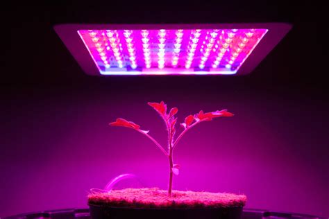 What Is A Plant Light Bulb? - LampHQ