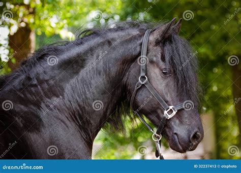 Beautiful Friesian Horse Portrait Stock Photos - Image: 32237413