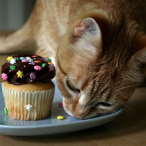 What Happens If A Cat Eats Chocolate Cake