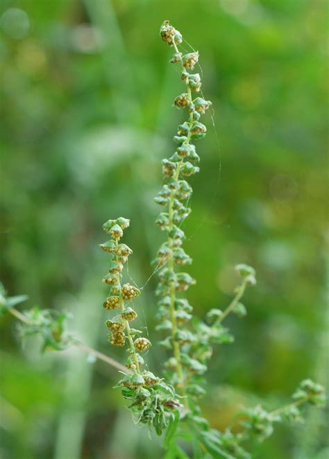 Common ragweed | Identify that Plant