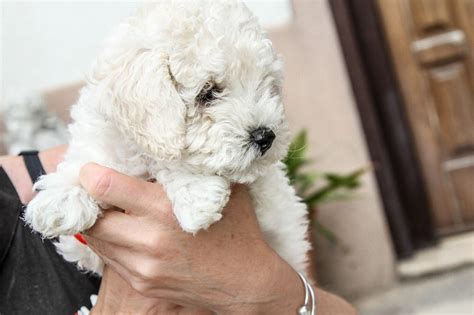 Full Grown Maltipoo - Size, Appearance, Temperament & Care