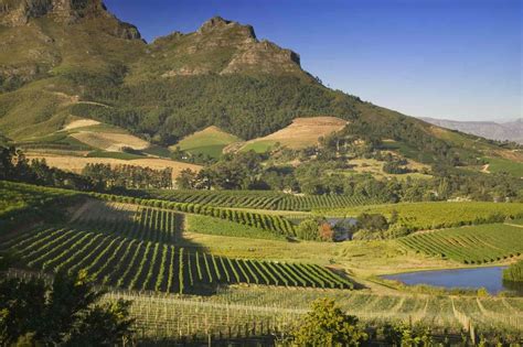 The Best Vineyards in South Africa