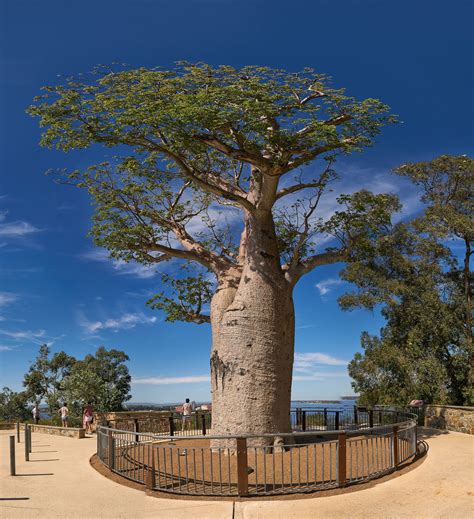 Boab | Baobab tree, Baobab, Botanical gardens