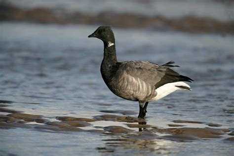 Brent Goose | Bird Identification Guide | Bird Spot