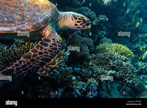 Hawksbill sea turtle in the Red Sea, dahab, blue lagoon sinai a.e Stock ...