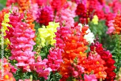 Cut Flower Care & Handling: Snapdragon - FloraLife