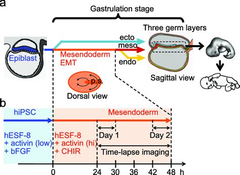 Schematics of human gastrulation in vivo and time-lapse imaging of ...