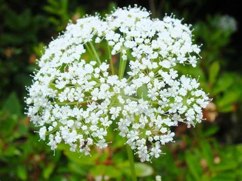 Aegopodium podagraria, Ground Elder: identification, distribution, habitat