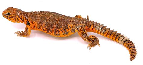 Saharan (Nigerian) Uromastyx – Reptile Pets Direct