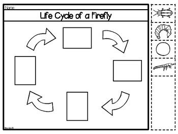 Life Cycle of a Firefly-Bilingual by Rae Elliott | TPT