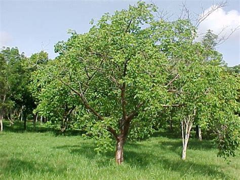 Bursera simaruba - Alchetron, The Free Social Encyclopedia