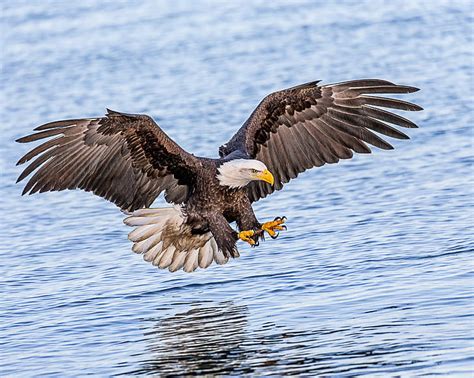 HD wallpaper: Bald Eagle Hunting in ocean, Talons, Ready, fishing, Lens ...