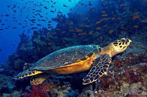 The Hawksbill Turtles | Red Sea | The Wildlife