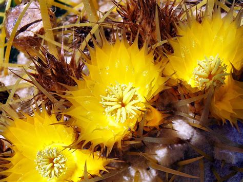 Golden Barrel Cactus - Echinocactus grusonii Photograph by Clive Whitehead - Fine Art America