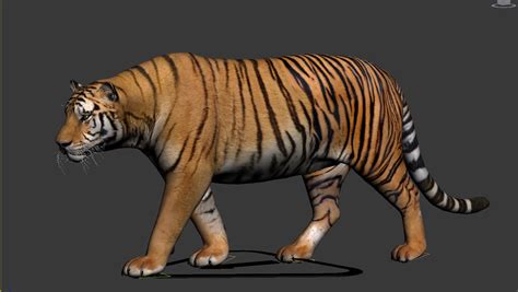 Tiger 3D model animated rigged | CGTrader