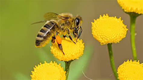 Bijen houden; mijn hobby - De Delftse Bijenkorf