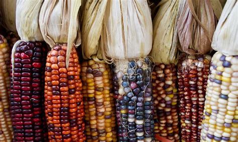 17 Types Of Corn And Why We Love Them All - Epic Gardening