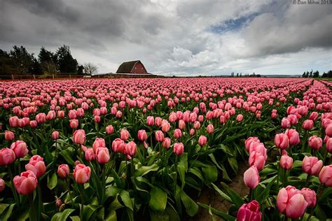 Skagit Valley Tulip Festival