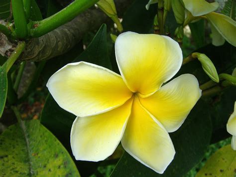 Country Living's simple delights: Flowers of Tonga