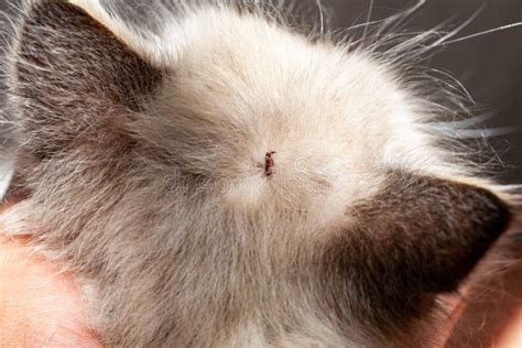 Kitten with Ticks. Ticks Attached To Cat Skin. Tick Bite. Stock Image - Image of bottle, care ...