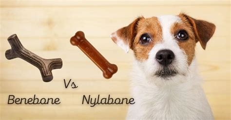 Benebone vs Nylabone – Dog experts tell us the difference