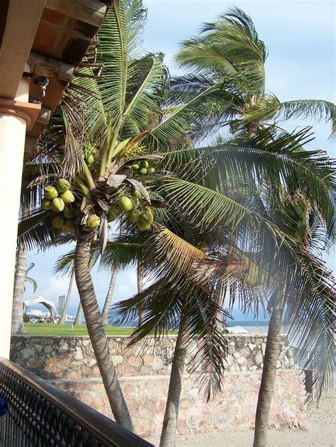 Mexican Palm Tree Free Photo Download | FreeImages