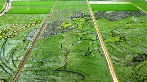 Japan marks 10th anniversary of rice field art - CGTN