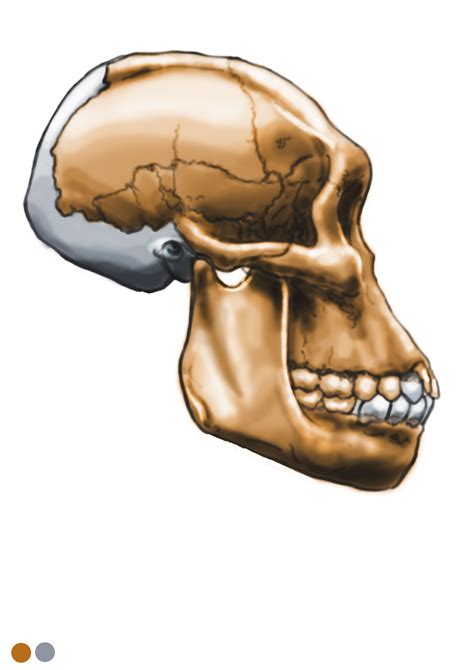 Australopithecus sediba - MH1 - skull reconstruction by Eduard Olaru | Cranio