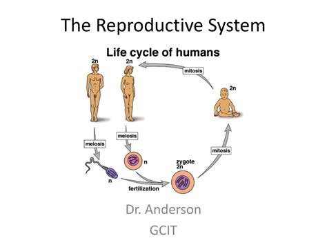 Reproduction System