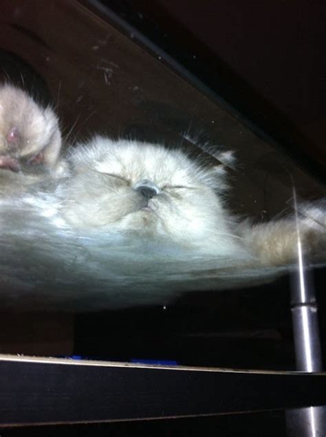 16 hilarious pictures of cats sitting on a glass table