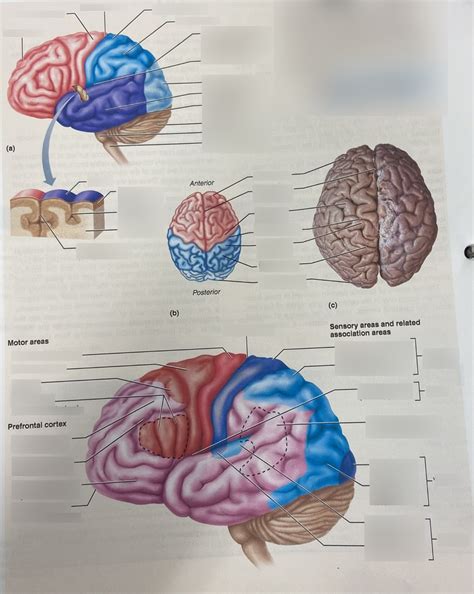 Brain regions Diagram | Quizlet