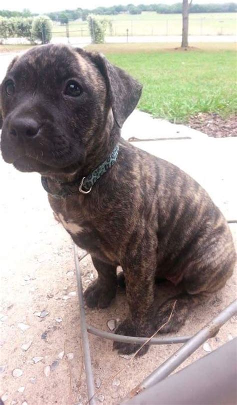 How Big Will A Pitbull Mastiff Mix Get