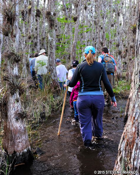 Big Cypress National Preserve | BIG CYPRESS DISCOVERY HIKES