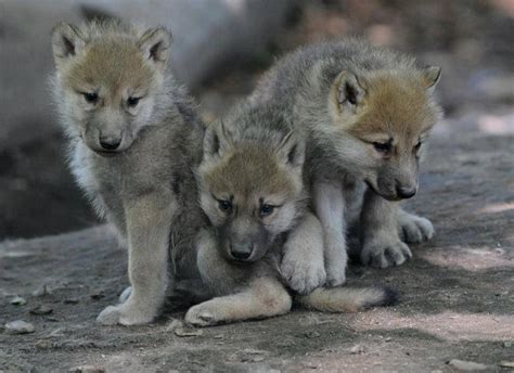 11 best images about Wolf Pack on Pinterest | Friendship, Wolves and Cas