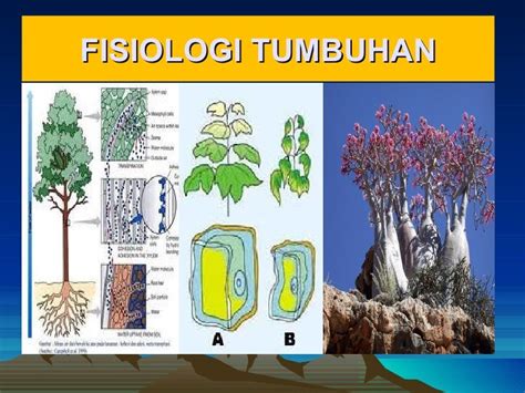 Difusi : Fisiologi Tumbuhan