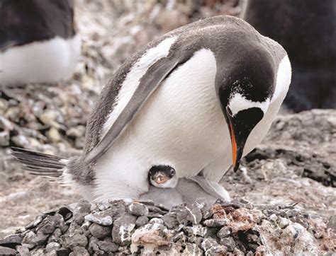 Photographer’s dream shoot — Antarctica | The Bridgton News