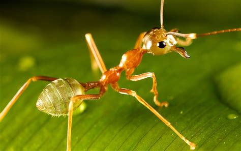 Werner's Cairns blog: My Green Ants, and Dragon Fruit - an interesting ...