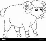 Sheep Coloring Pages sketch template