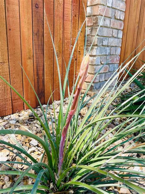 5 Reasons to Plant a Red Yucca - Native Backyards