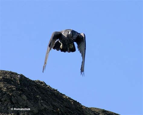 Gyrfalcon - ID, Facts, Diet, Habit & More | Birdzilla