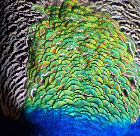 Peacock feather texture stock photo. Image of feather - 13423764