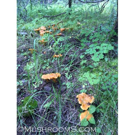 Chanterelle roseocanus mushroom print