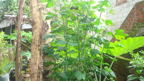 Keralaponics: Chaya or Tree spinach; the king of all leafy vegetables