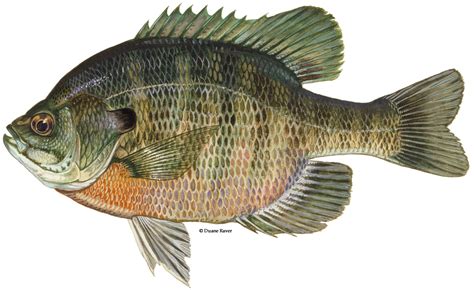 Bluegill Fish (1227x759), Png Download