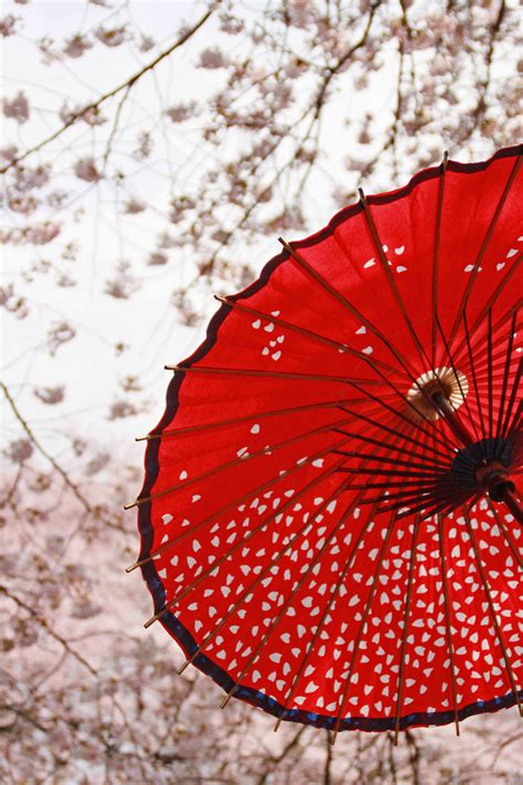 wagasa, Japan,cherry blossom | Japanese umbrella, Japan, Japan cherry blossom